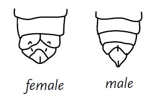 20 Incredible Butterfly Facts That Will Blow Your Mind! 2 Butterfly Gender