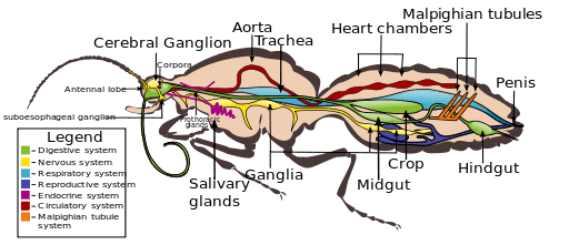 20 Incredible Butterfly Facts That Will Blow Your Mind! 6 Butterfly Internal Anatomy