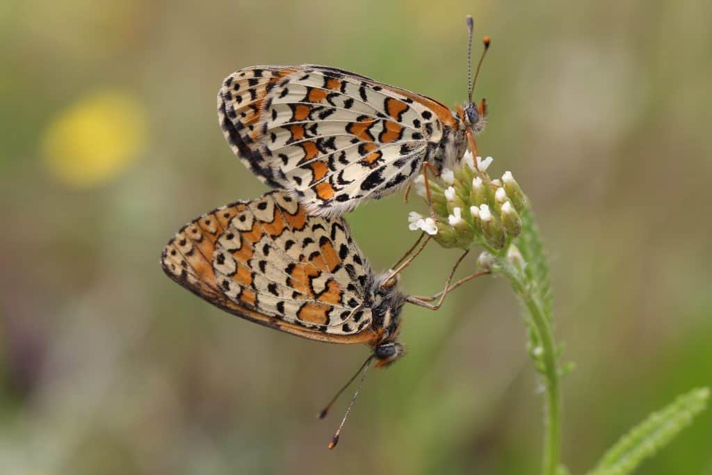 6 Basic Butterflies’ Behavior to Become a Better Watcher 7 Butterflies Mating