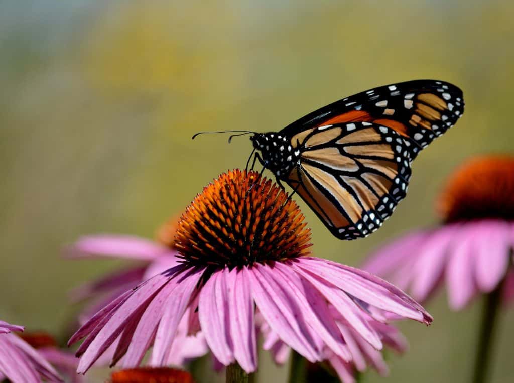 6 Basic Butterflies’ Behavior to Become a Better Watcher 2 Butterfly Feeding