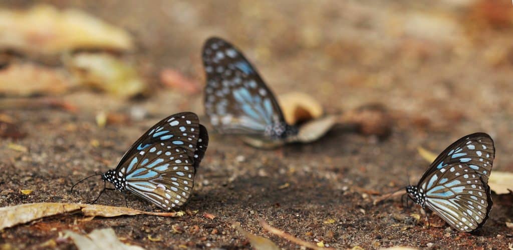 6 Basic Butterflies’ Behavior to Become a Better Watcher 6 Butterfly Mudpuddling