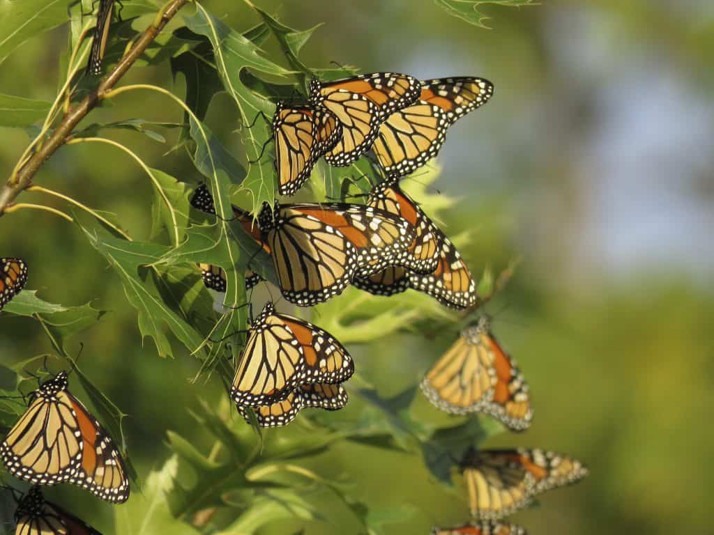 6 Basic Butterflies’ Behavior to Become a Better Watcher 4 Butterfly Roosting