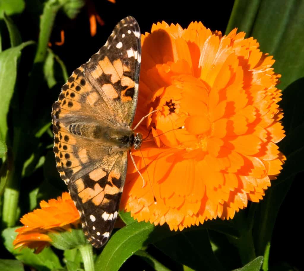 6 Basic Butterflies’ Behavior to Become a Better Watcher 5 Butterfly Mimicry