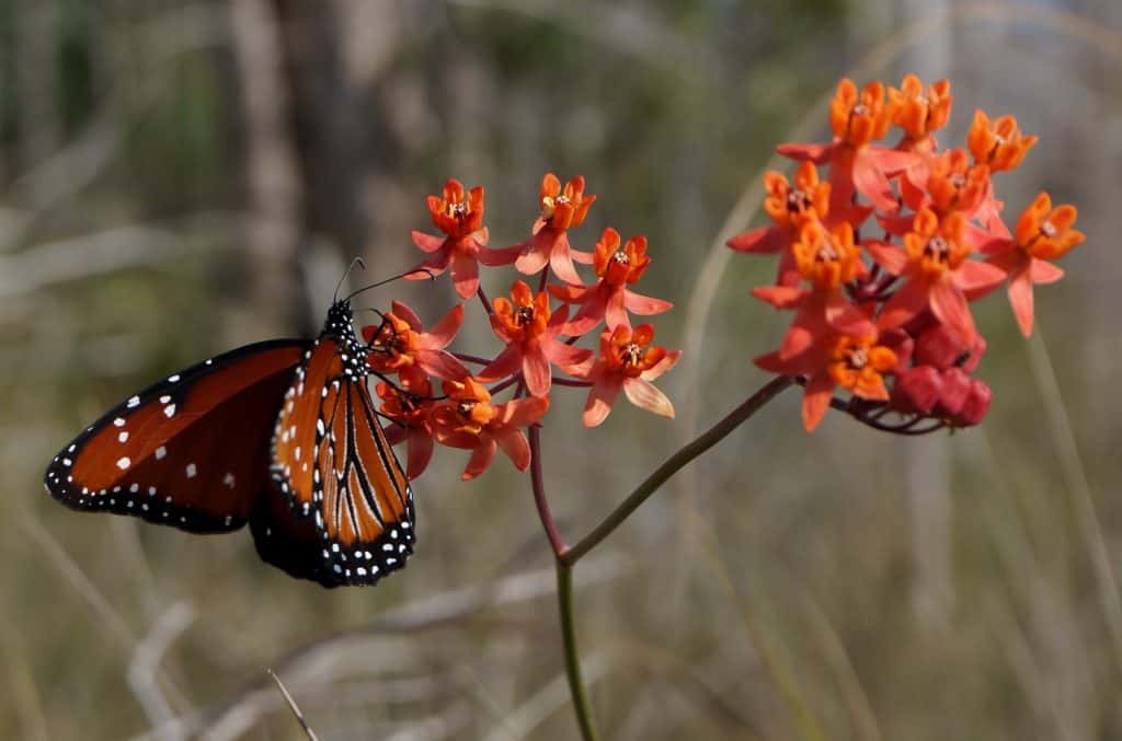 Butterfly on Milkweed