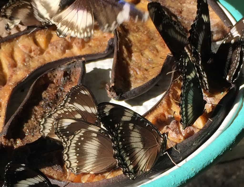 Butterfly on Rotten Fruit