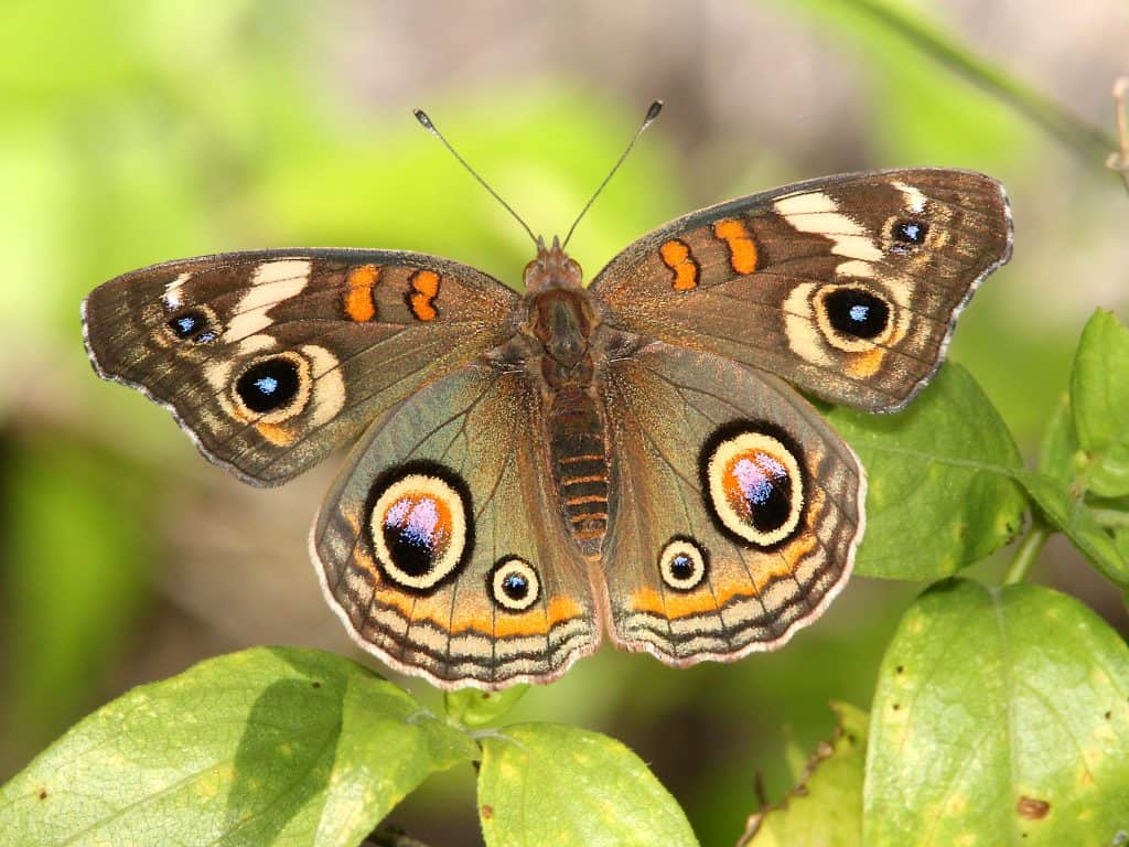 Raising Butterflies: A Guide to the Best 7 Species 8 Common Buckeye Butterfly