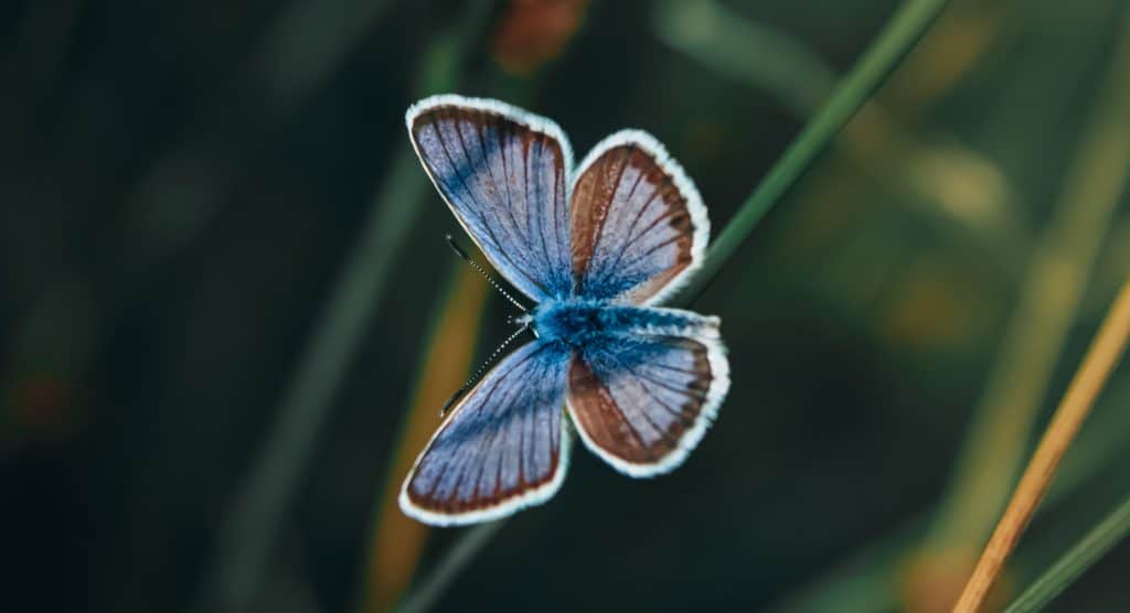 Where do Butterflies Live? A Guide to Their Natural Habitat 5 Gossamer Winged Butterfly