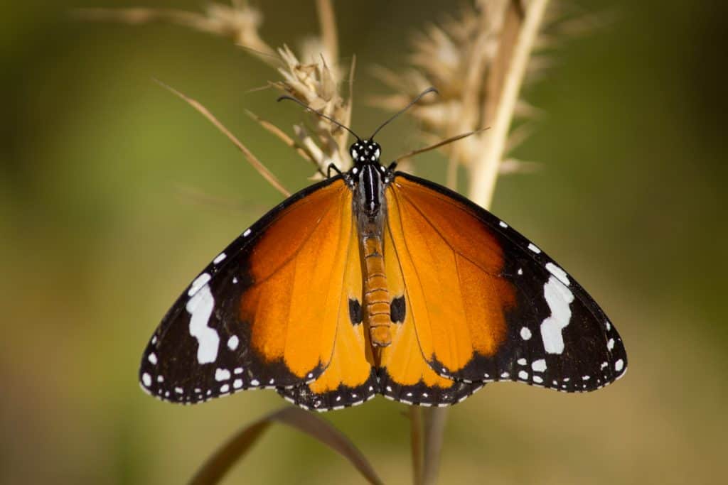 Raising Butterflies: A Guide to the Best 7 Species 2 Monarch Butterfly