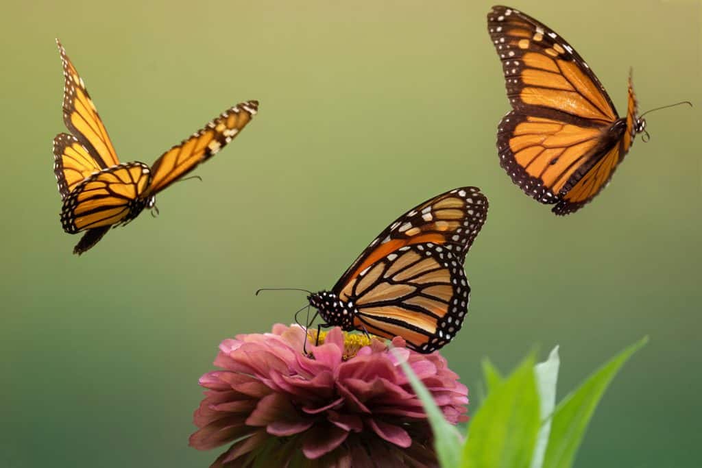 Where do Butterflies Live? A Guide to Their Natural Habitat 2 Monarch Butterfly