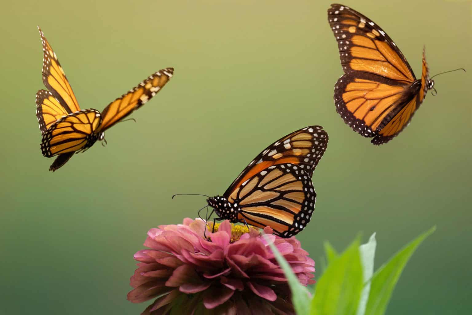 Where do Butterflies Live? A Guide to Their Natural Habitat