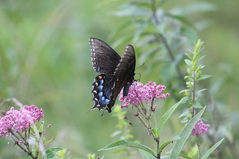 Most common types of butterflies (Black Swallowtail)
