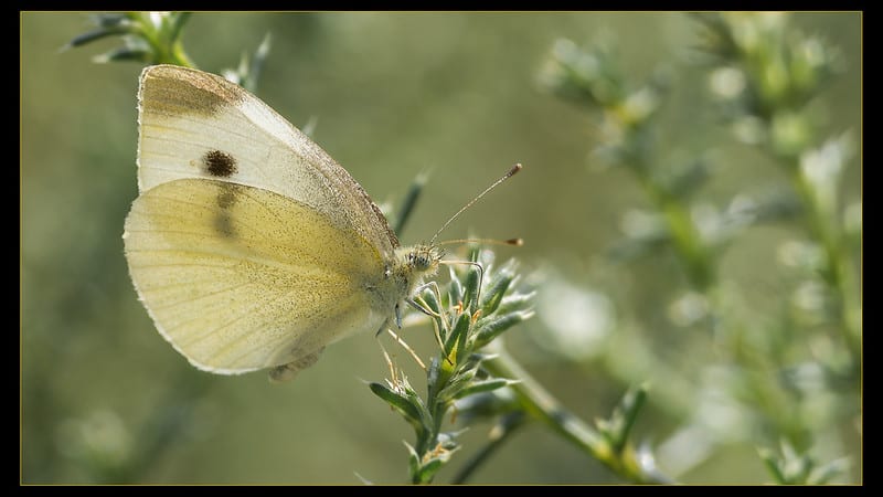 Most common types of butterflies (Cabbage White)