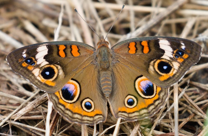 Most common types of butterflies (Common Buckeye) - 03