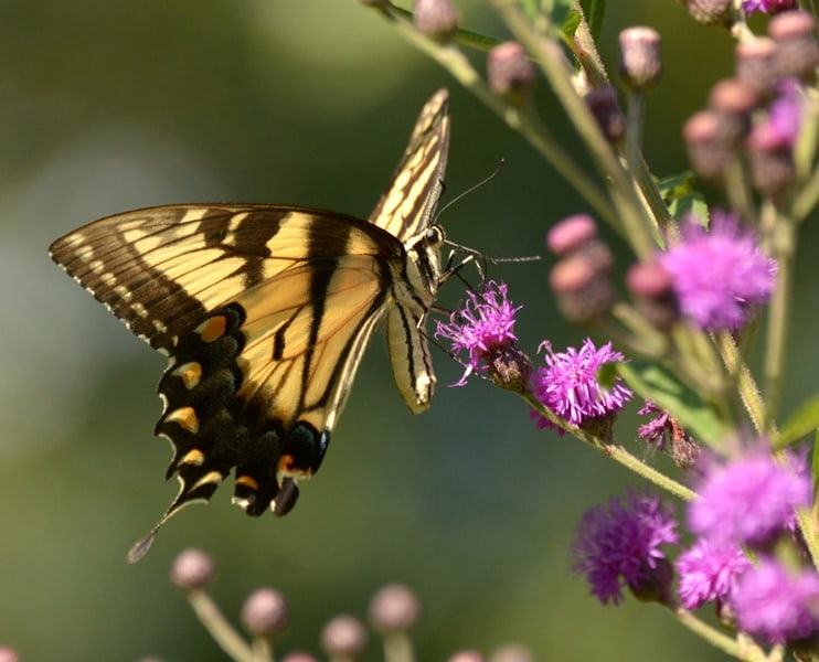 Most common types of butterflies (Eastern Tiger Swallowtail) - 01