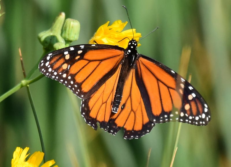Most common types of butterflies (Monarch) - 02