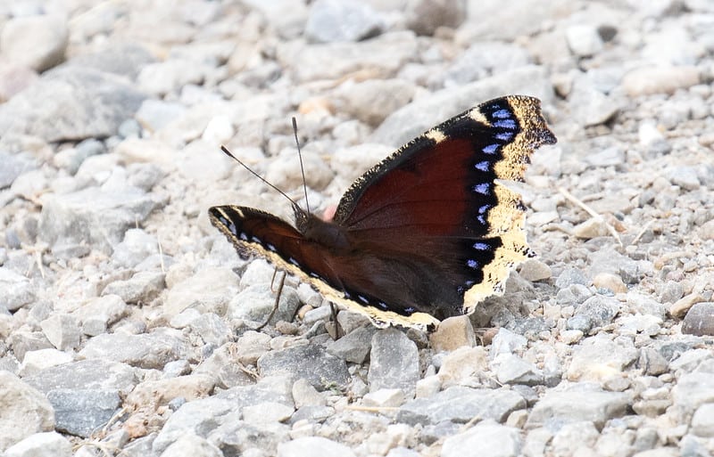 Most common types of butterflies (Mourning Cloak)