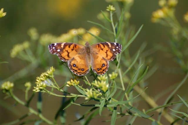 Most common types of butterflies Painted Lady 01