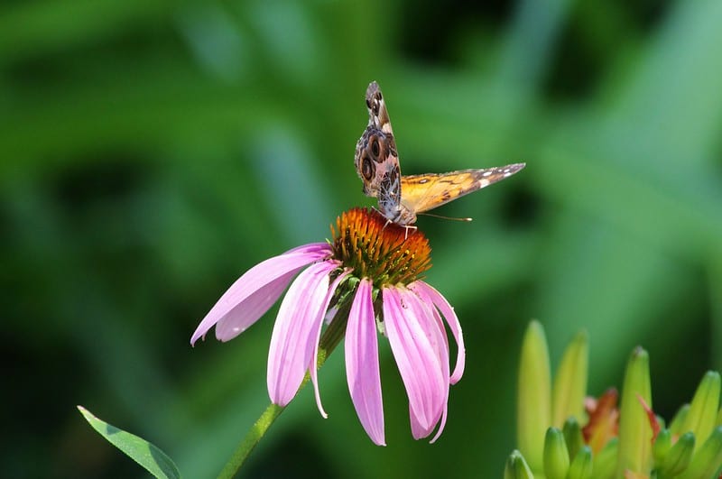 Most common types of butterflies Painted Lady 02