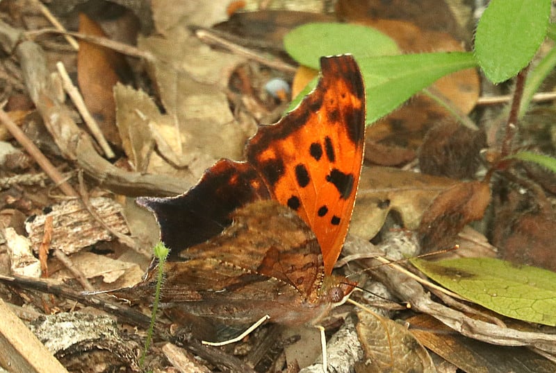Most common types of butterflies (Question Mark) - 01
