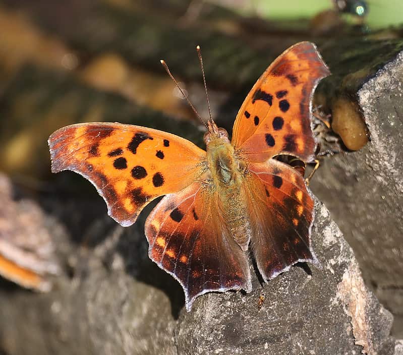 Most common types of butterflies (Question Mark) - 02