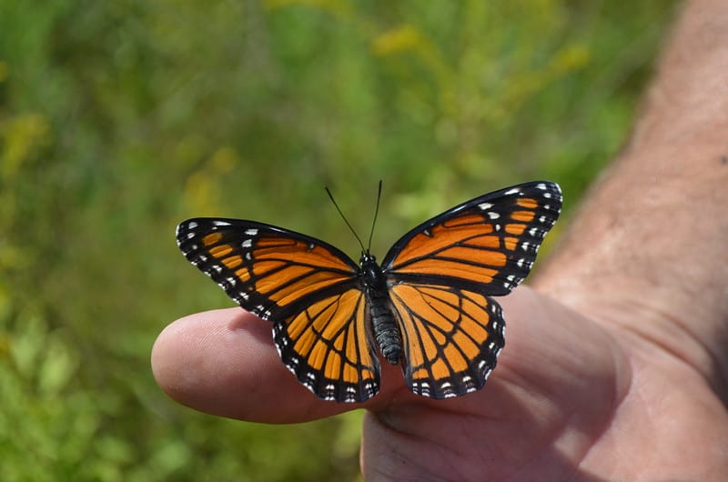 Most common types of butterflies (Viceroy) - 02