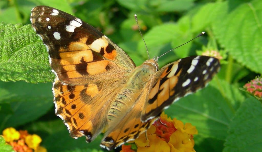 Raising Butterflies: A Guide to the Best 7 Species 4 Painted Lady Butterfly