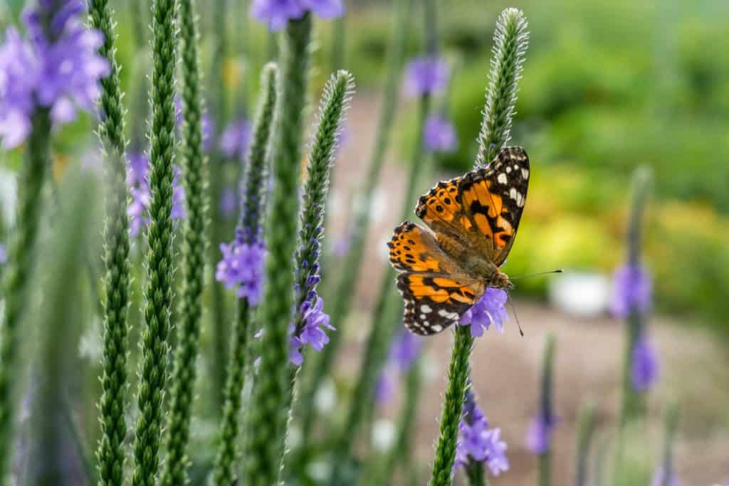 Where do Butterflies Live? A Guide to Their Natural Habitat 3 PaintedLady Butterfly