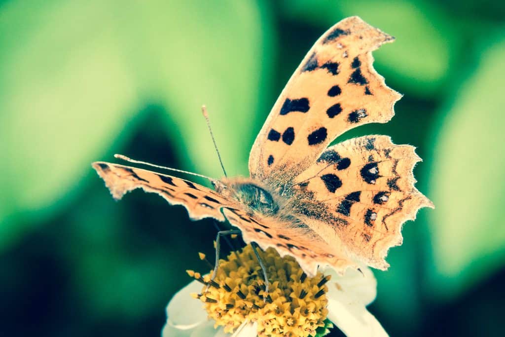 Raising Butterflies: A Guide to the Best 7 Species 1 Best Butterflies to raise