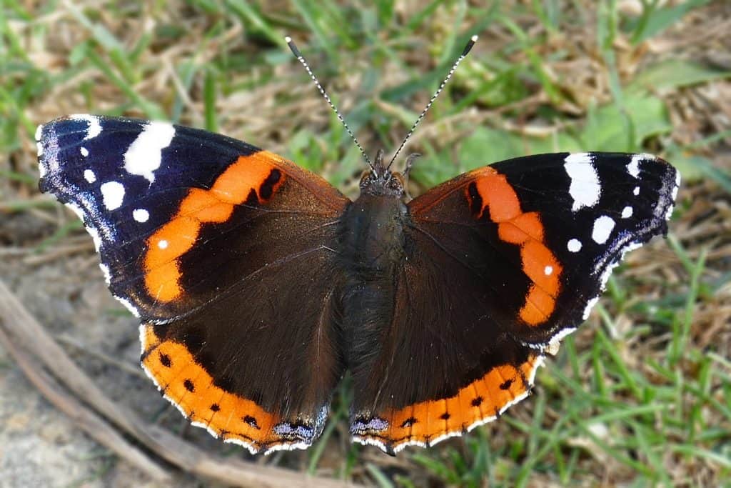 Raising Butterflies: A Guide to the Best 7 Species 6 Red Admiral Butterfly