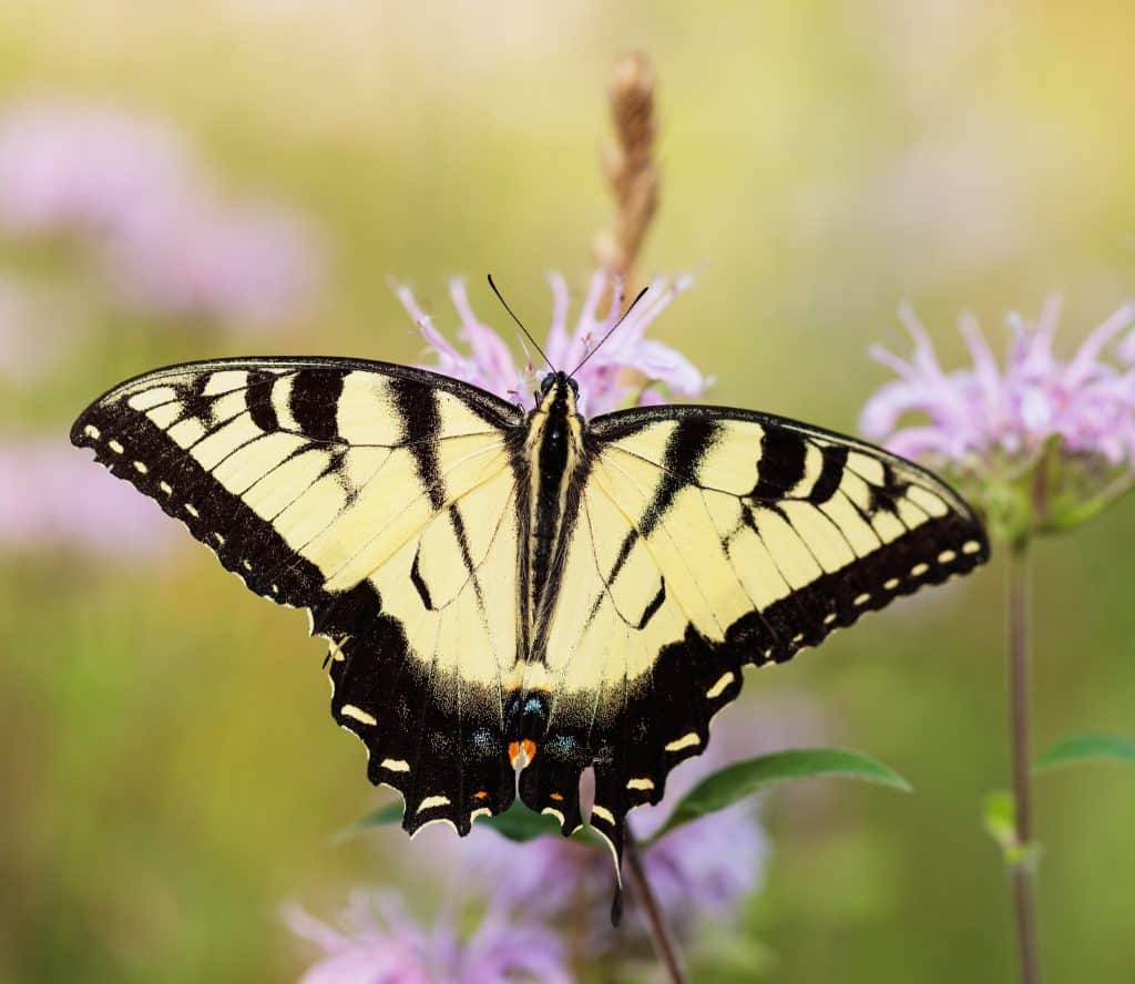 Raising Butterflies: A Guide to the Best 7 Species 3 Swallowtail Butterfly