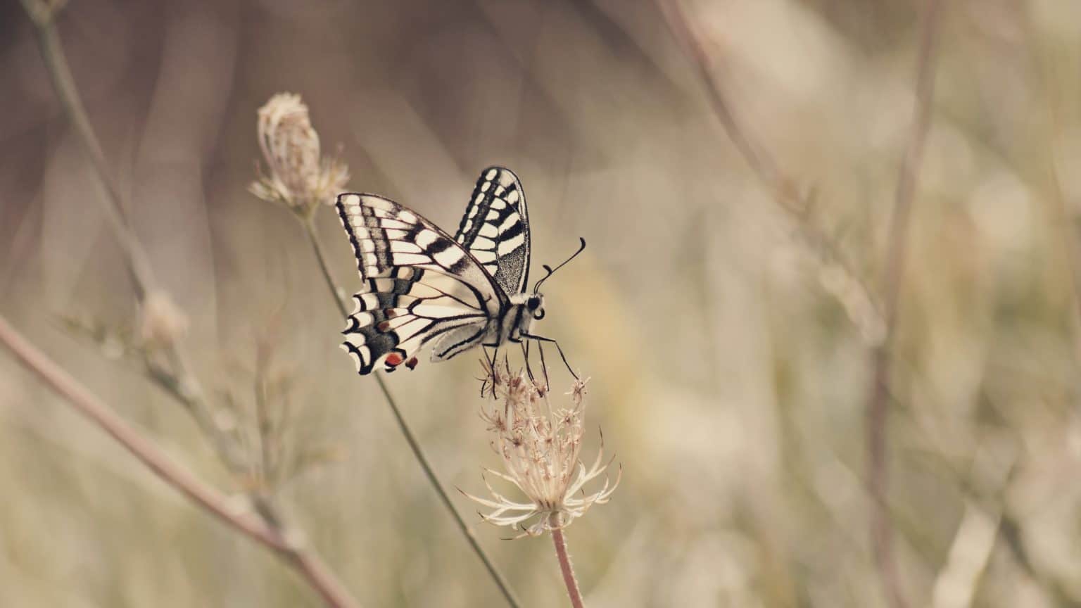 Where do Butterflies Live? A Guide to Their Natural Habitat