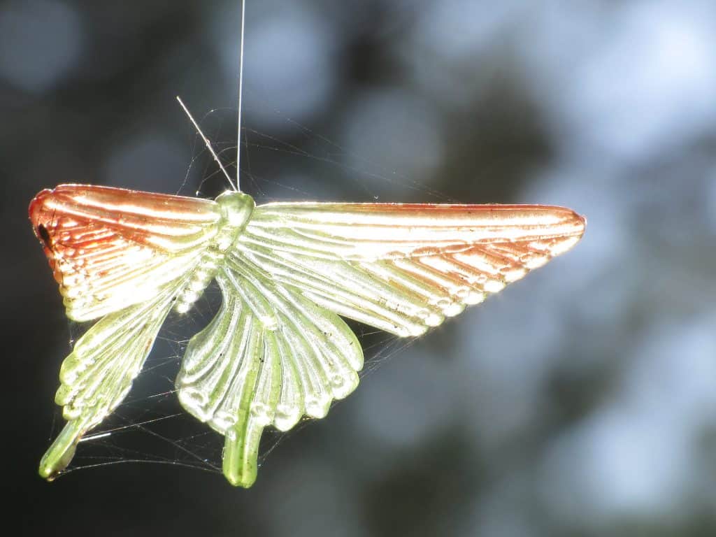 Butterflies and Their Predators: What is killing My Butterflies? 1 What Eats Butterflies