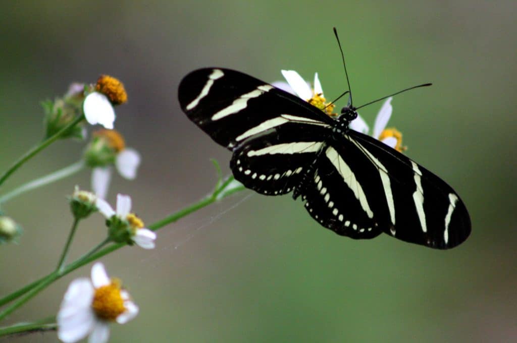 Raising Butterflies: A Guide to the Best 7 Species 5 Zebra Longwing Butterfly
