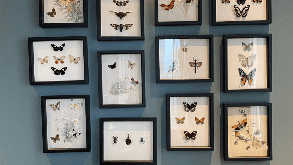 Framing A Real Butterfly