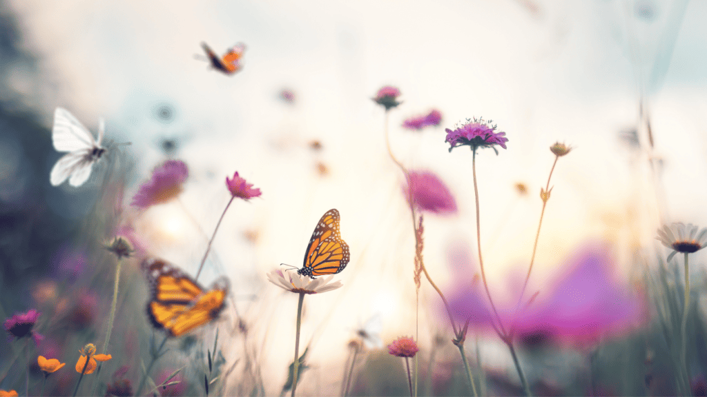 10 Best Flowers to Attract Butterflies to Your Garden 1 Best Flowers to Attract Butterflies