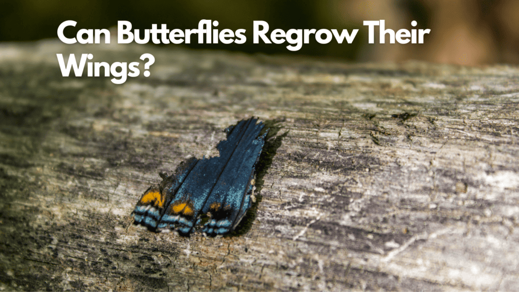 Can Butterflies Regrow Their Wings