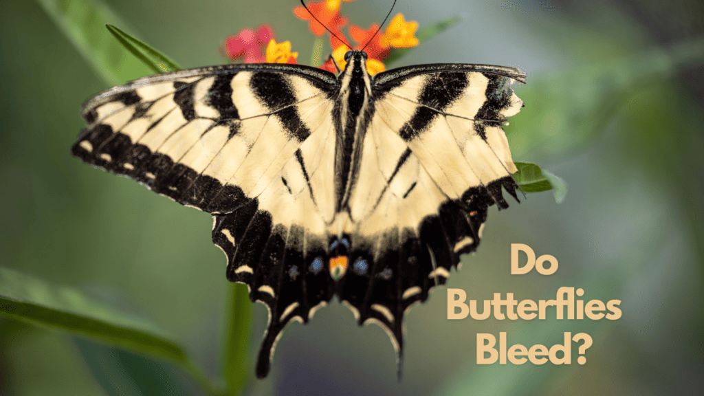 Do Butterflies Bleed 1