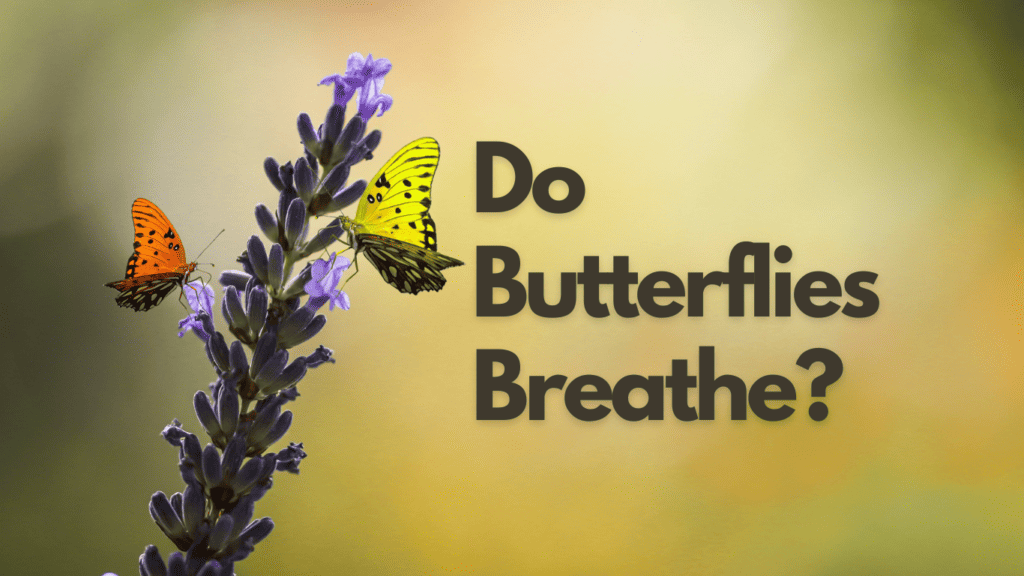 Do Butterflies Breathe? Unveiling the Mystery 1 Do Butterflies Breathe