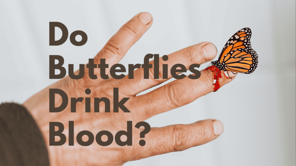Do Butterflies Drink Blood
