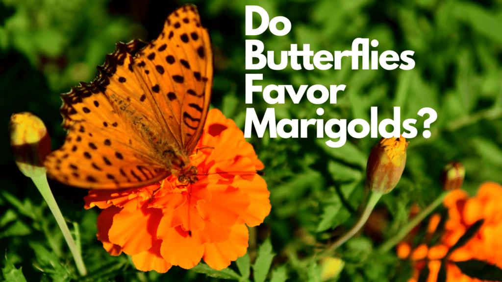 Do Butterflies Like Marigolds? Debunked! 1 Do Butterflies Favor Marigolds?