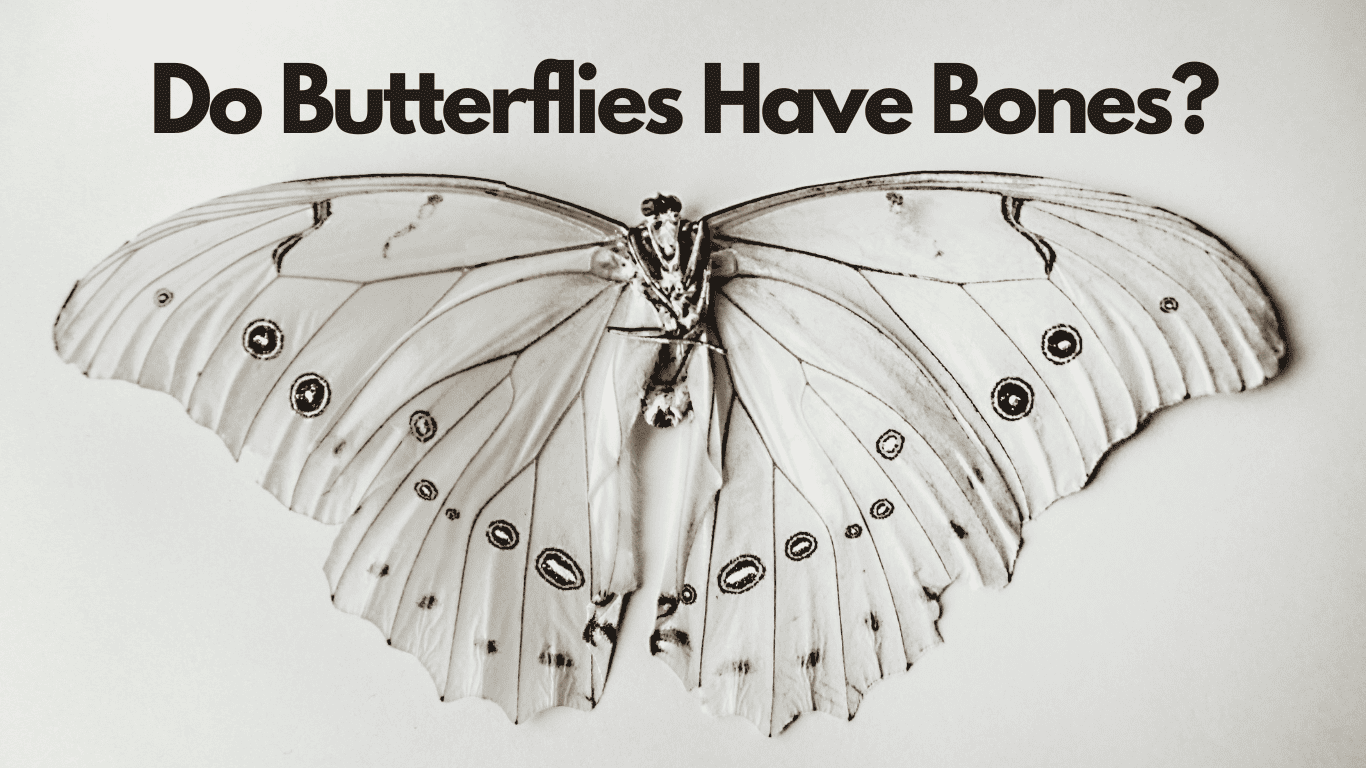 Do Butterflies Have Bones? Dispelling the Myth of Their Fragility
