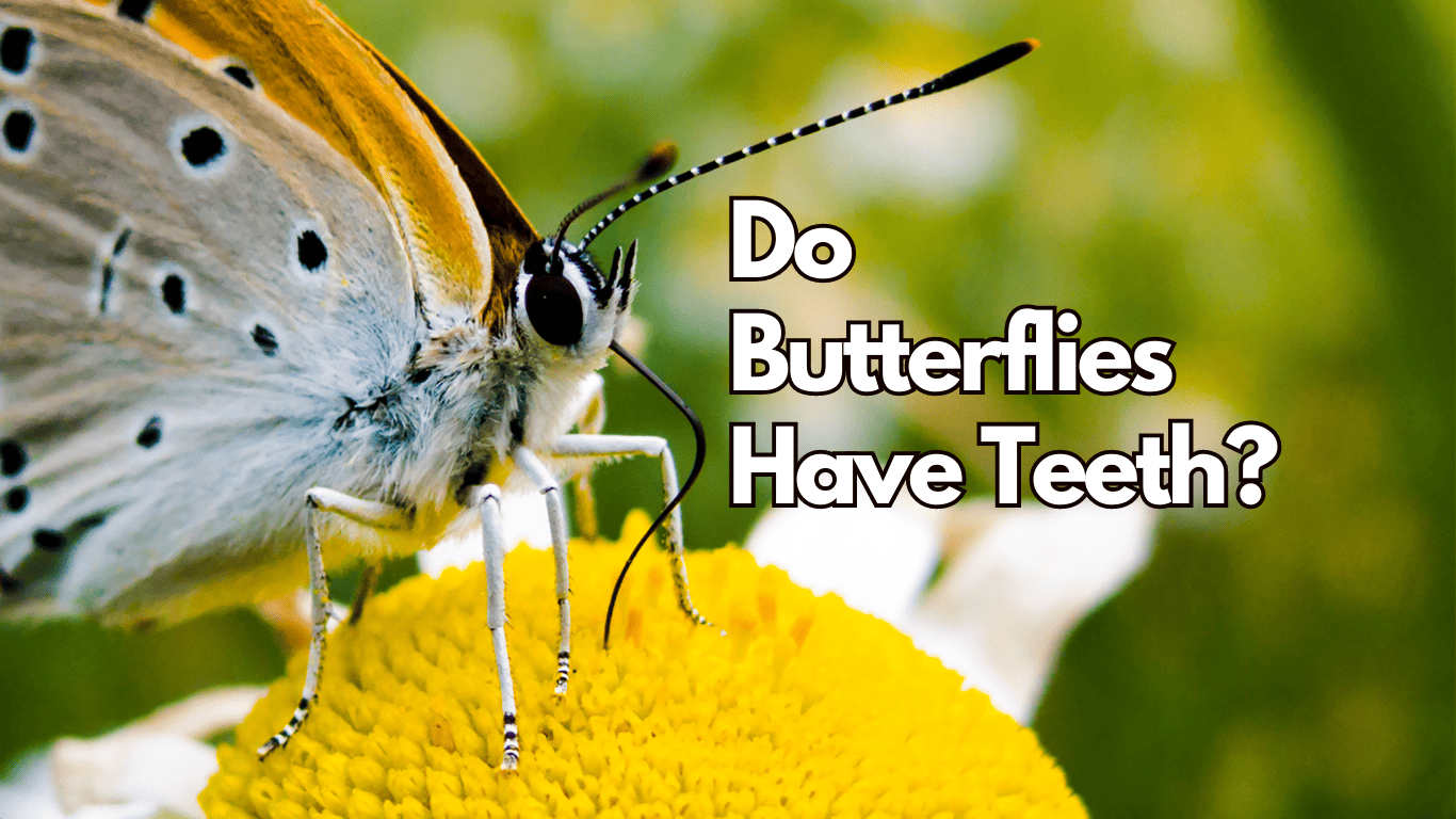 Do Butterflies Have Teeth? A Glimpse into Their Unique Anatomy