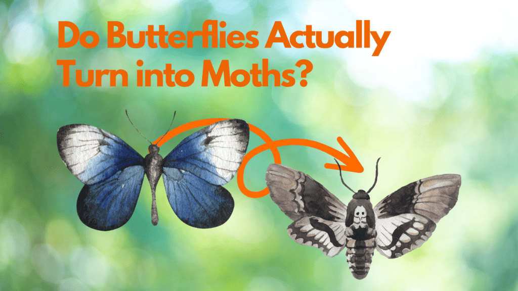 Do Butterflies Turn into Moths? Discover the Truth 1 Do butterflies turn into moths