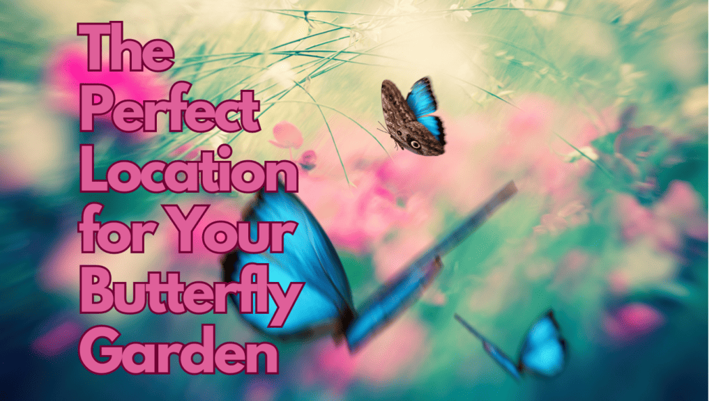 5 Tips for Choosing the Perfect Location for Your Butterfly Garden 1 The Perfect Location for Your Butterfly Garden