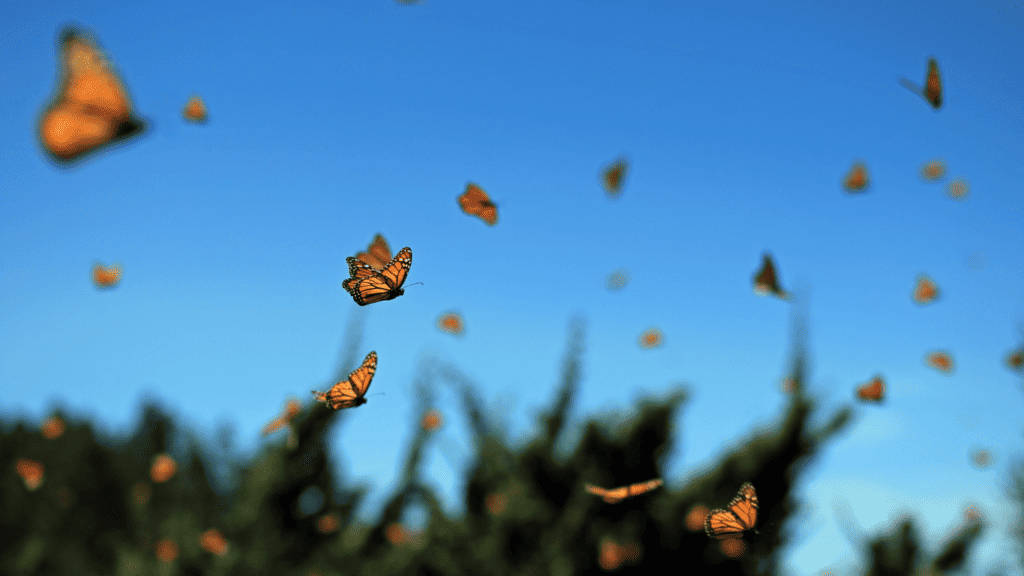 Creating a Butterfly-Friendly Landscape Design
