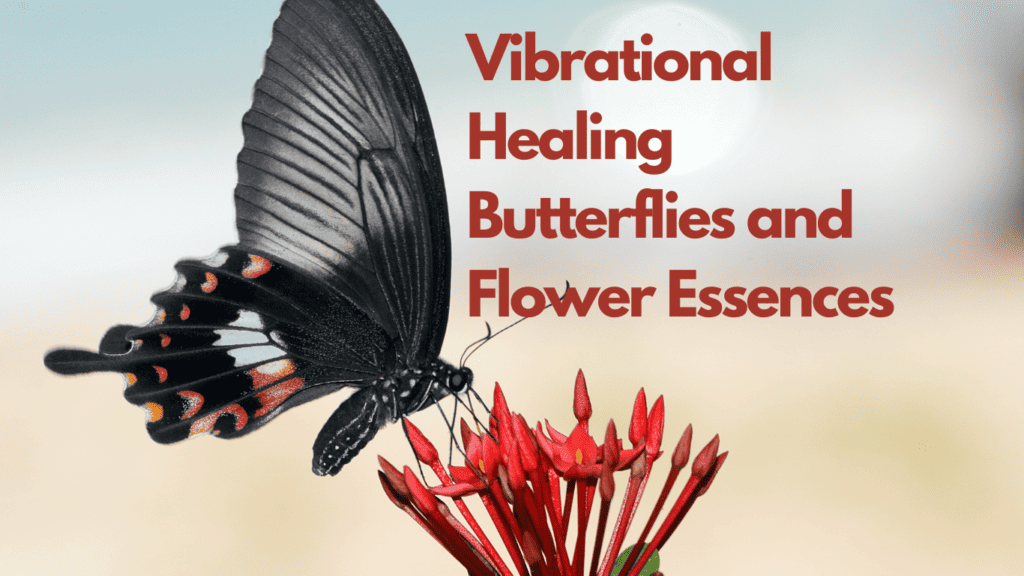 Vibrational Healing: Can Butterflies and Flower Essences Help? Discover their Magic 1 Vibrational Healing Butterflies and Flower-Essences