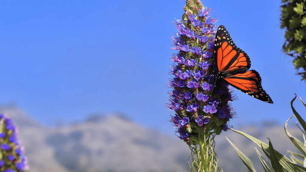 Butterflies in High-Mountain