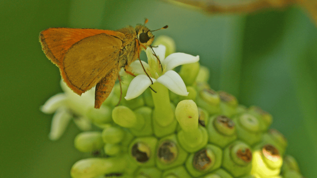 Wallengrenia Egeremet