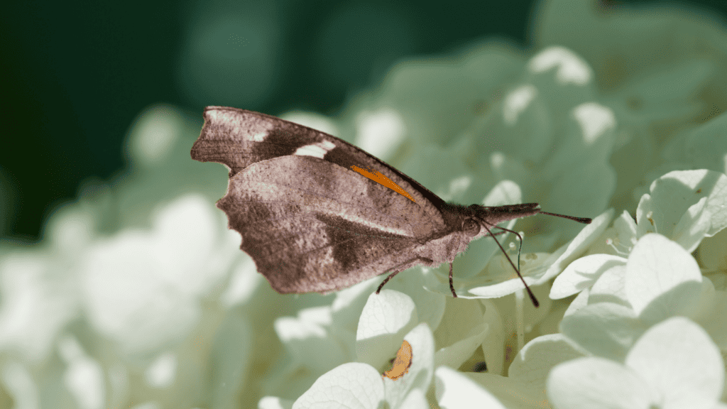 Libytheana Carinenta:  American Snout Butterfly
