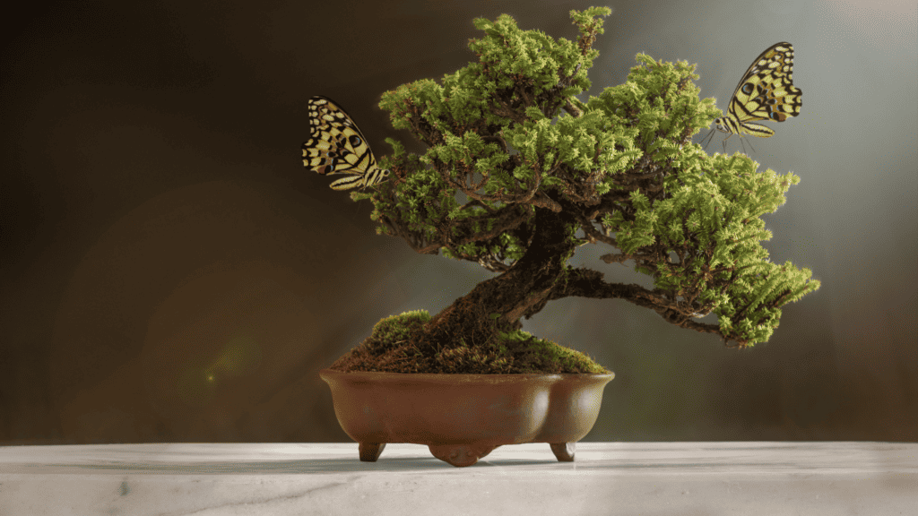Butterflies And Bonsai